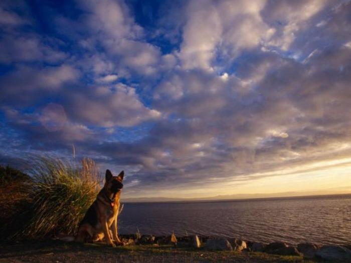 Dogs Wallpaper_ Poze cu Catei 42