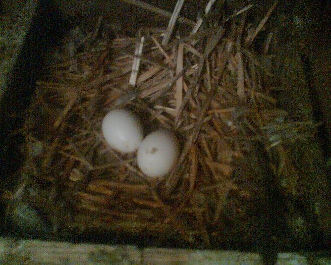 Imag011 - primele oua 02-03-2009