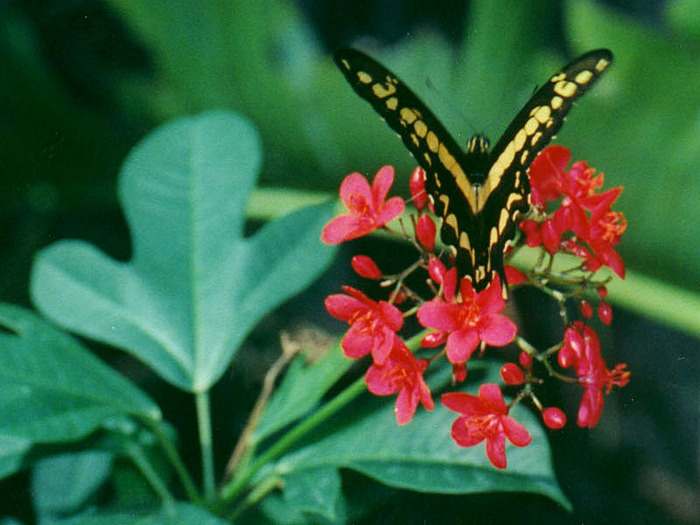 butterfly010