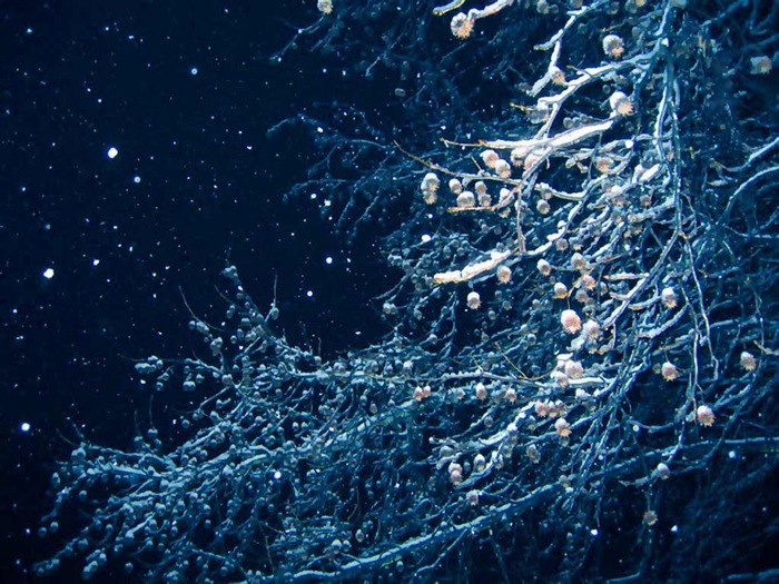 Christmas Wallpapers (405)