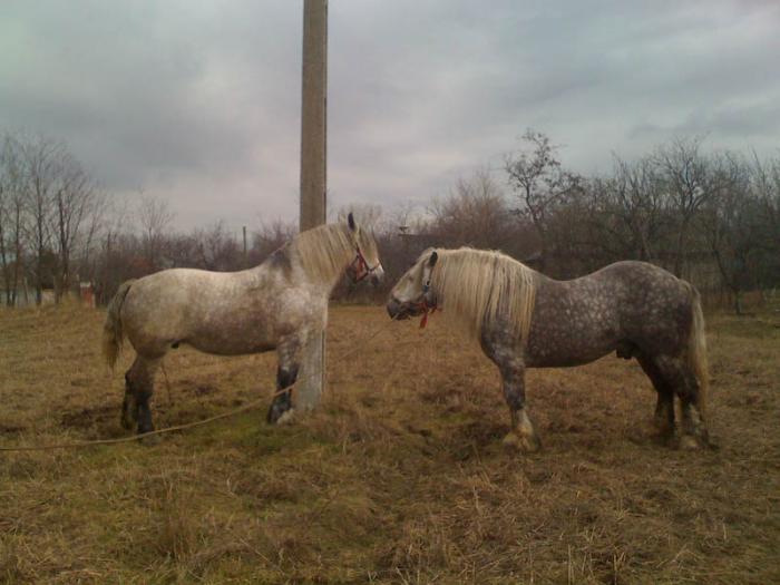 Percheron - Cai de rasa Percheron