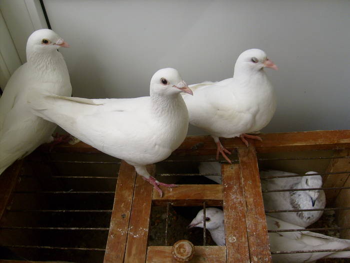 tot mama, tata&puiu