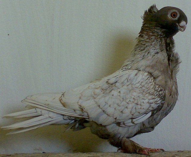 Copy of 25052008436 - Tanasescu 1