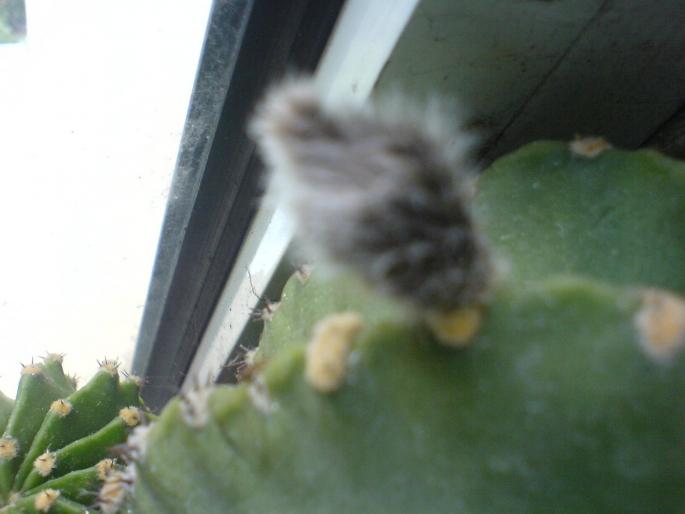 bobocel cactus - cactusi