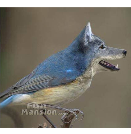 AnimalMutants9 - funny animals