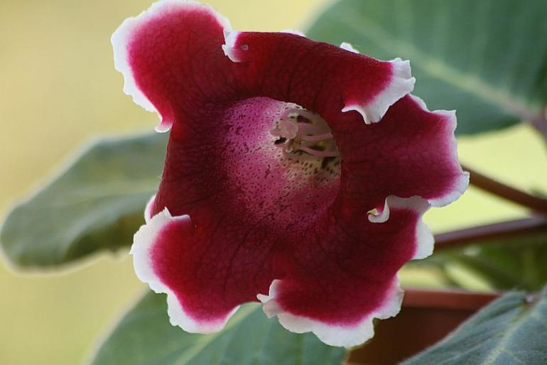 sinningia speciosa