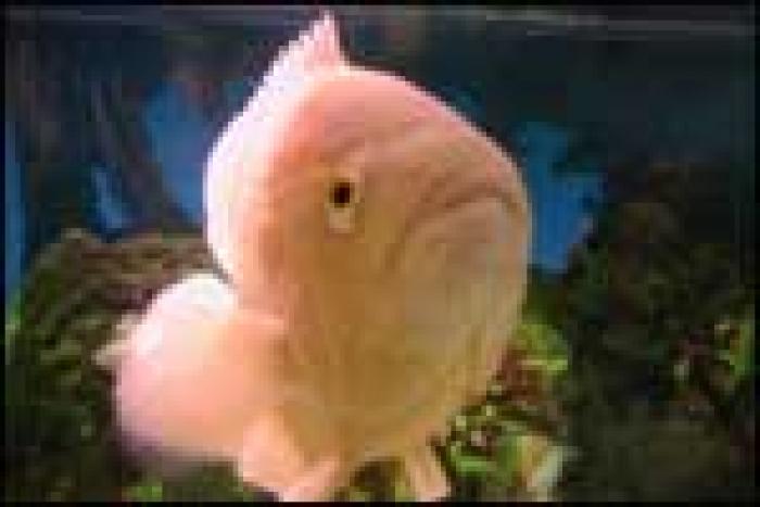 pesti_45_m - poze cu pesti