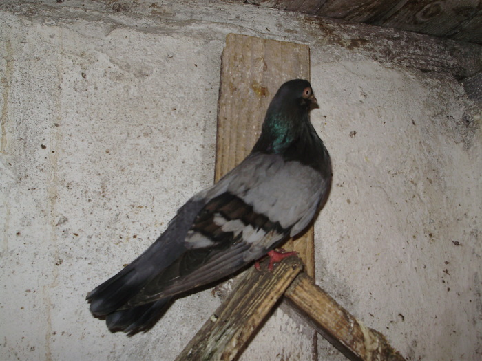 P9061477