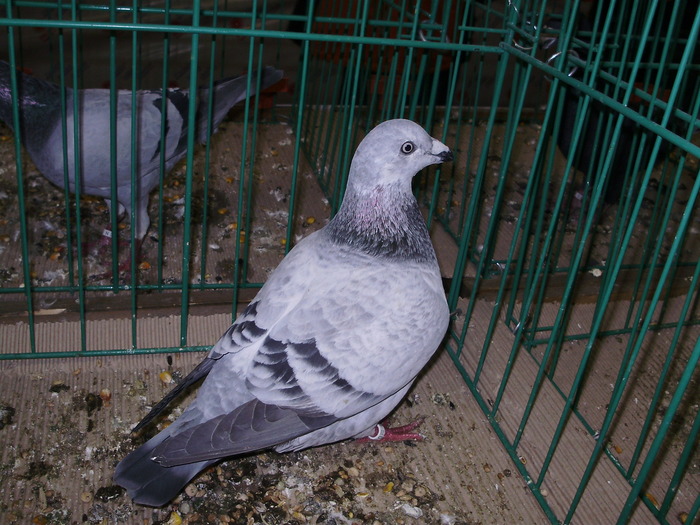 6335b gh 0 - 1507 partea 1b