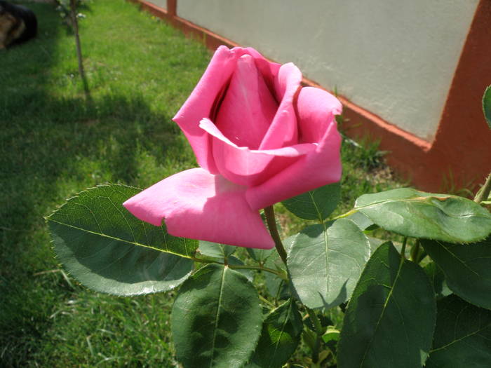 Picture 012 - trandafiri