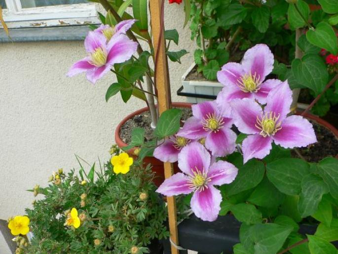 Clematite si potenttila - V-Clematis