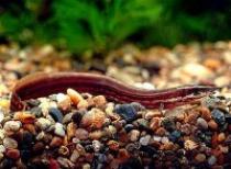 Mastacembelus%20erythrotaenia