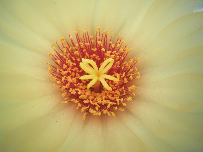 Coryphantha palida ssp. calipensis (unicornis) - floare