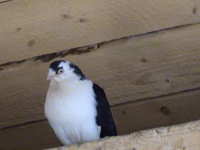 DSC01684