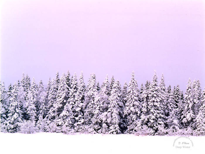 Winter2 - Peisaje superbe