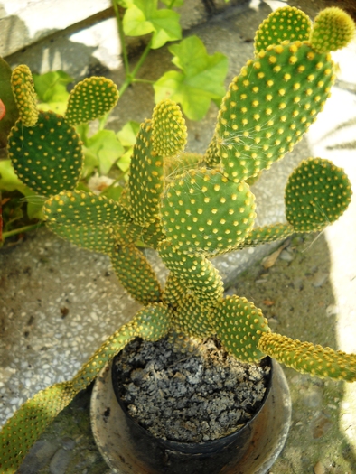 Picture 052 - flori dragute