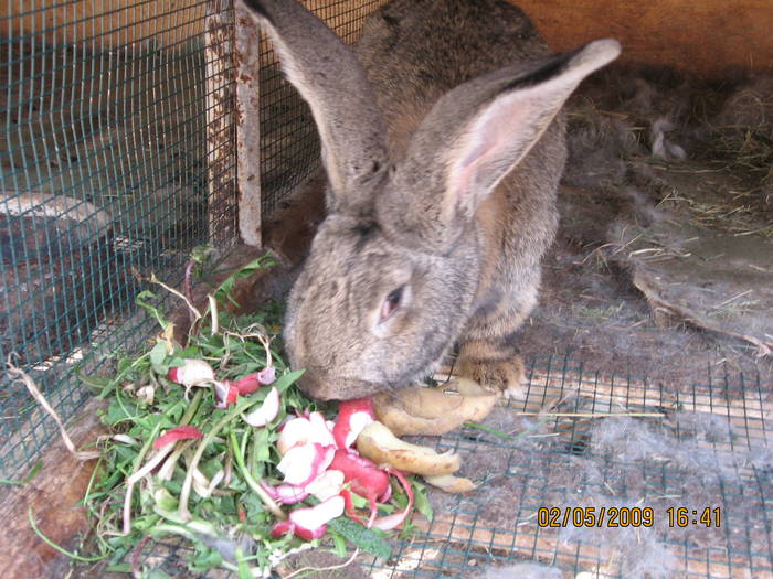 mama lor - poze noi 26-04-2009