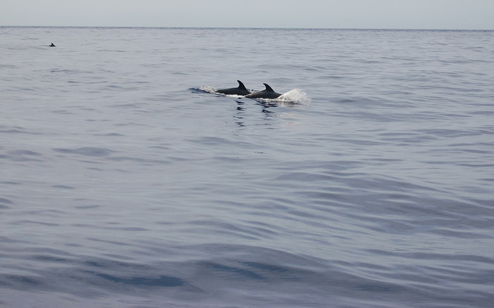 madeiar 8 - Madeira iulie 2009