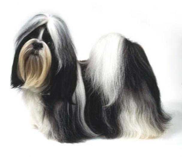 shih-tzu