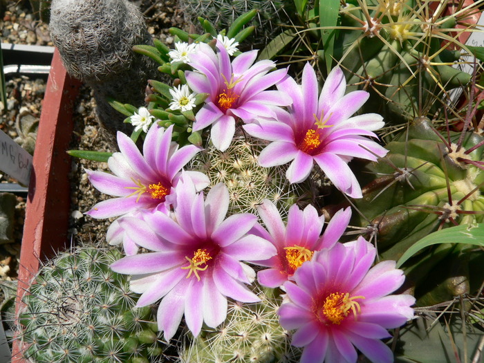 mammillaria_boolii_1