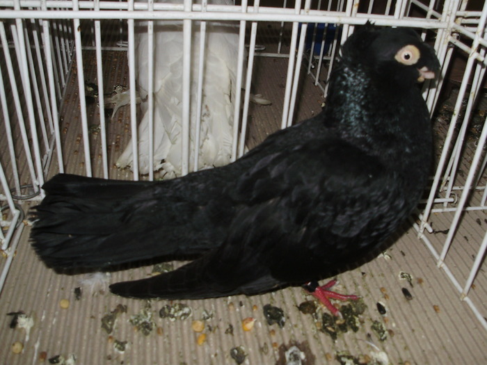 calarasi 8 - 1509 rom juc 1