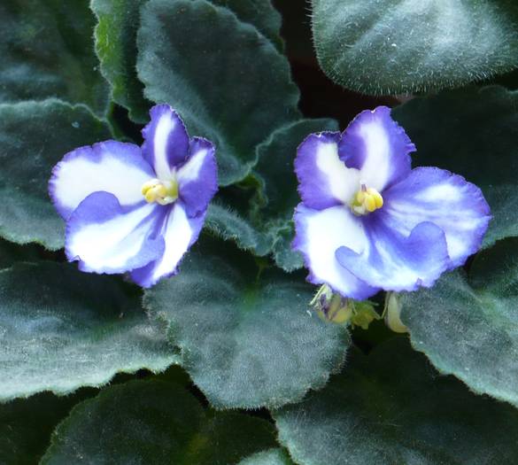 P1130484 - Saintpaulia - violete de camera