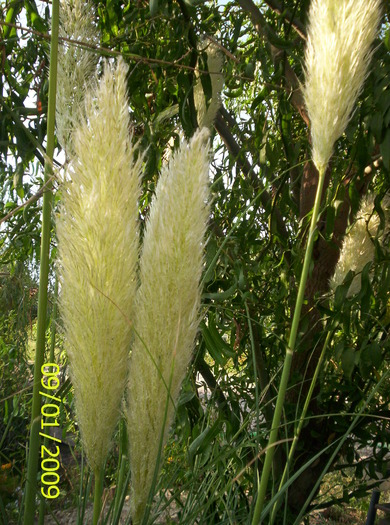 iarba de Pampas; floarea e precum atingerea matasii...naturale!
