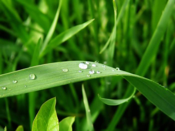 ws_Water_on_leafs_1600