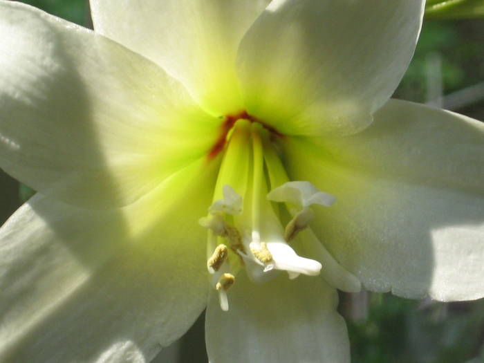 jiwel - colectie hippeastrum