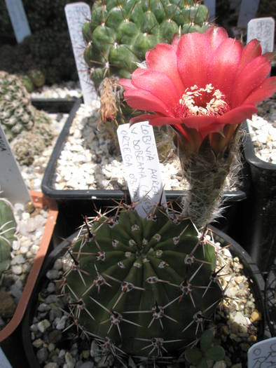 Lobivia aurea v. dobeana - 27.06