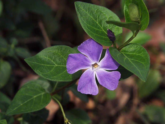 Vinca - Flori