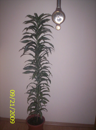 Dracaena god.; e supla si se inalta hotarita spre cer(tavan)
