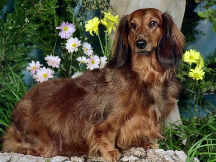 Wallpaper Longhair Dachshund_ Dogs Wallpapers_ Poze caini; catel cu bale
