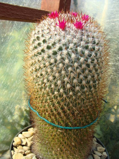 2. Mammillaria ? - Gymnocalicium-Mammillaria