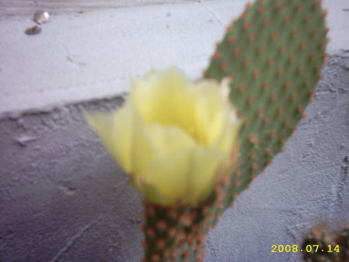 15- Opuntia microdasys - cactusi