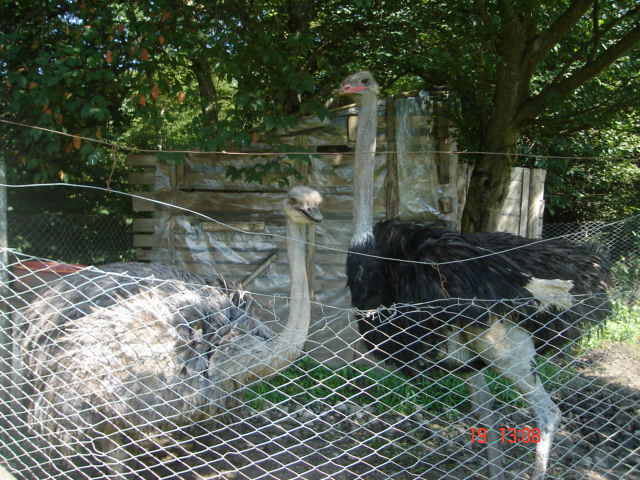 Sighisoara Aug.2006 203
