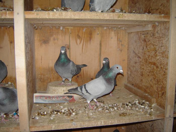 DSC06754 - Porumbei -iarna