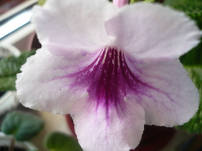 P1020430 - Flori