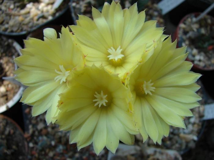 Parodia cardenasii - Cactusi la Mangalia