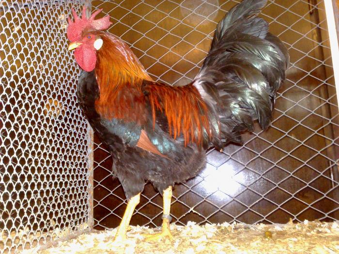 2009-02-15_14-23-26_150220091118