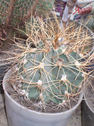 Astrophytum senile - colectia mea de cactusi