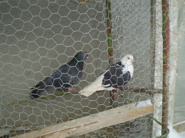 porumbei10 095 - porumbei la zbor din matca 2009