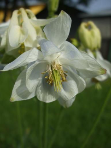 DSCF1252 - aquilegia