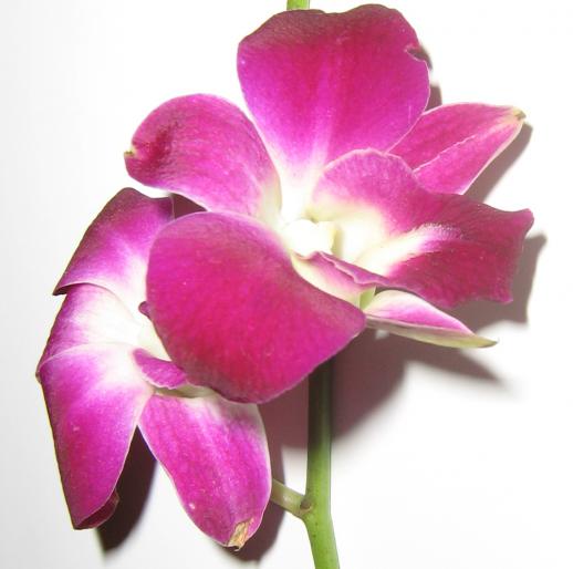 Orchid MyCl 1