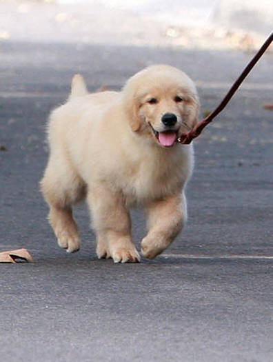 Birthday Boy Nick Jonas Takes Pup Walk ykLWzg92Mndl