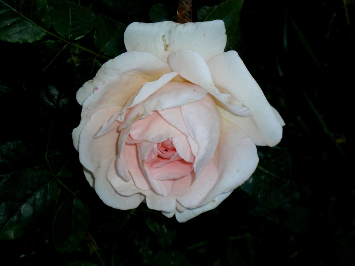 schwanennse_catarator - Trandafiri