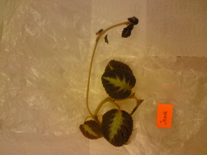 Episcia Lituania - Inna; Episcia Lituania - Inna
