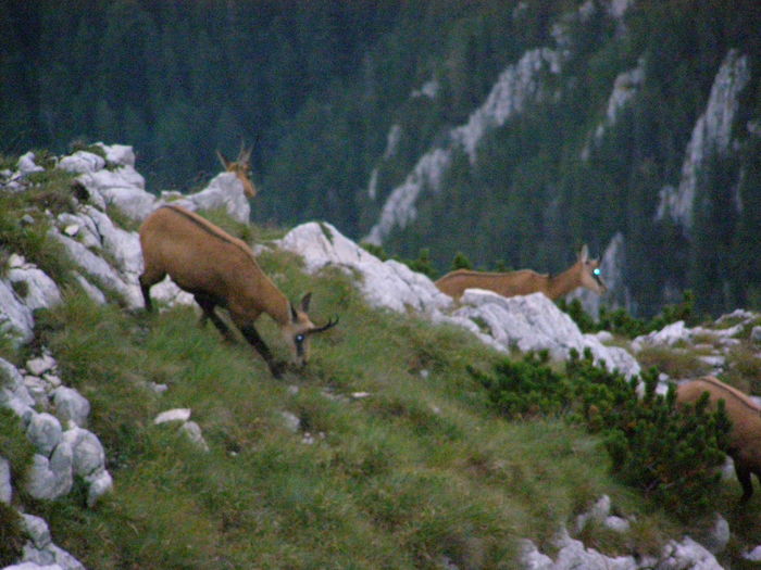 147 - Ab32 - Part 2 ZARNESTI PLAIU FOII VF ASCUTIT PIATRA CRAIULUI Aug 2009