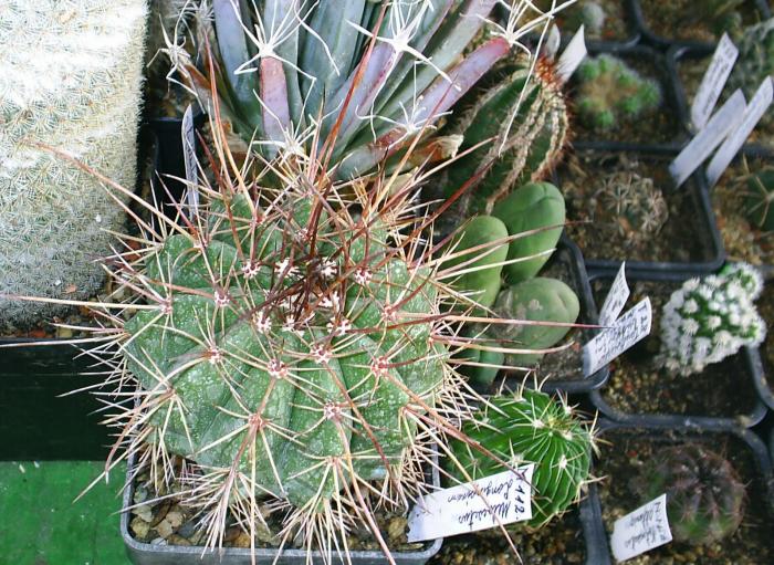 Melocactus longispinum