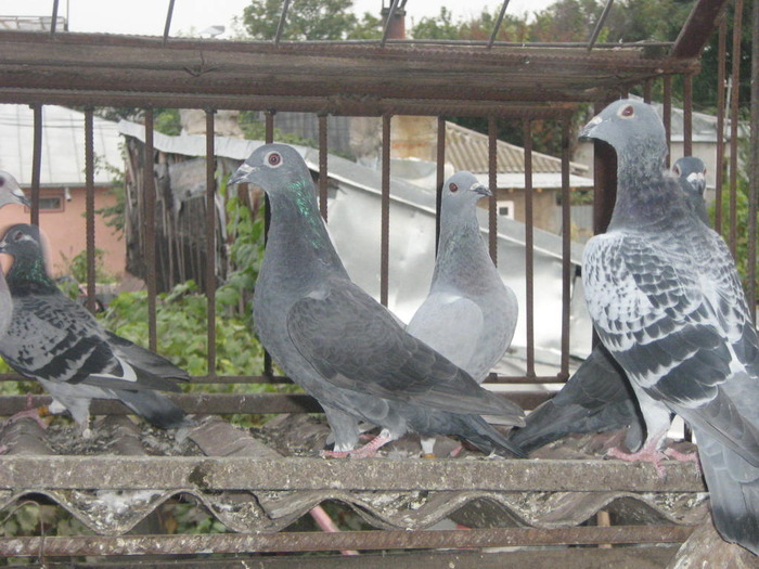 odihnitori 071 - PORUMBEI 2009